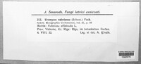 Uromyces valerianae image